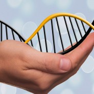 Un estudio señala el factor genético que puede hacer heredar la obesidad